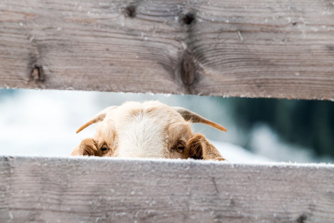 Peakini Farmhaus Villa Untertauern Kültér fotó
